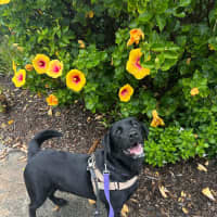 Photo of Zeus   1 Year Old Labrador