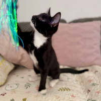 Photo of Chilli   Located In Croydon