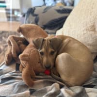 Photo of Maple