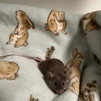 Photo of Toast & Cereal