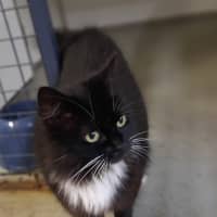 Photo of Peach
