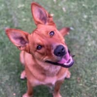 Photo of Beau   1 Year Old Cattle Dog X Shepherd (Trial)