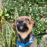 Photo of Ace   10 Week Old German Shepherd X