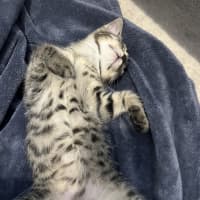 Photo of Nova *9 Lives Project Rescue*