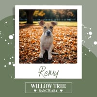 Photo of Remy 