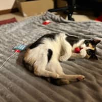 Photo of Uno