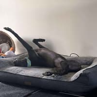 Photo of Izzy, The Greyhound