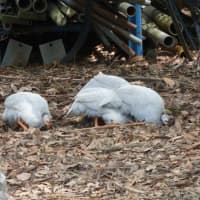 Photo of Super Cute Tick Control