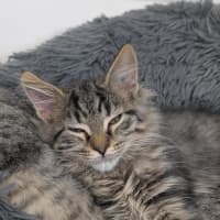 Photo of 🧶 Sebastian 6895 🧶