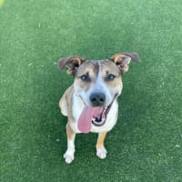 Photo of Kobe Imp 1375