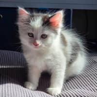 Photo of Jellybean