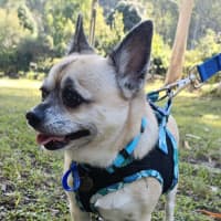 Photo of Biggie 😍 Chihuahua X Pug (On Trial 24/5/25)