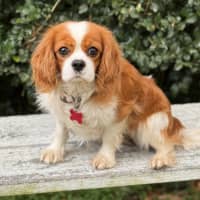 Photo of Rowan