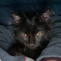 Photo of Smudge
