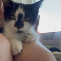 Photo of Pippa