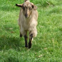 Photo of Cappuccino/Nessi 