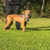 Photo of Oak