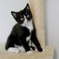 Photo of Domino