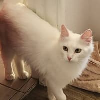 Photo of Snowy