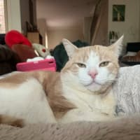 Photo of Trevor   In Foster In Flemington