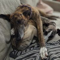 Photo of Ruby, The Greyhound