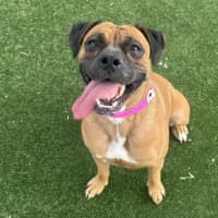 Photo of Brookie Imp 2657