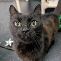 Photo of Torta Ahogada