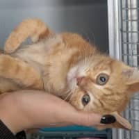 Photo of Jitterbug