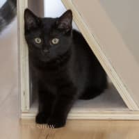 Photo of Onyx