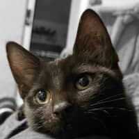 Photo of Vegemite