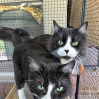 Photo of Gizmo & Mushu