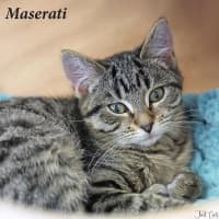 Photo of Maserati