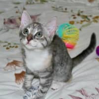 Photo of Socks