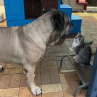 Photo of Bogie *$150 Adoption Fee*