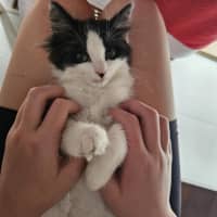 Photo of Pepper Meet Me@Petstock Hastings Store