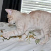 Photo of Pickle
