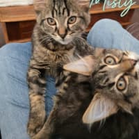 Photo of Misty Meet Me @ Petstock Carrum Downs Store