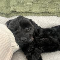 Photo of Chase   10 Month Old Cavoodle