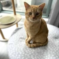 Photo of Sponge Cake