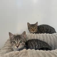 Photo of Poppy & Pepper