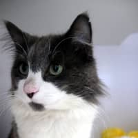 Photo of Oreo Sta014402