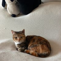 Photo of Juno