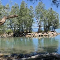 Photo of Shadow   7 Year Old Staffy X