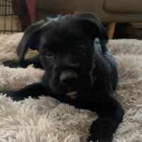 Photo of Boomer 
