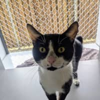 Photo of Sir Meowsalot