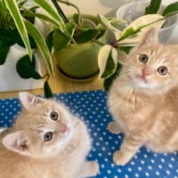 Photo of Thunder And Monkey 