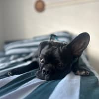 Photo of Winston