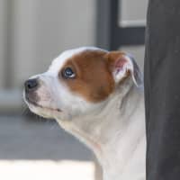 Photo of Bones