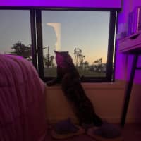 Photo of Benji