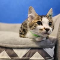 Photo of Winston 